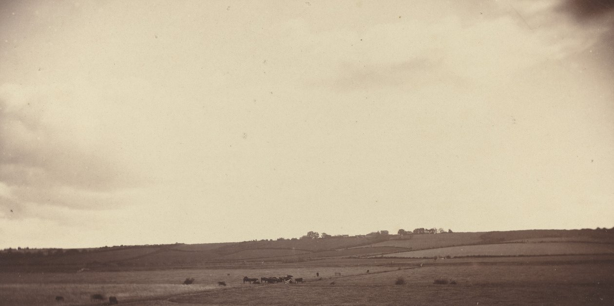 Vy över fält med kor av British 19th Century