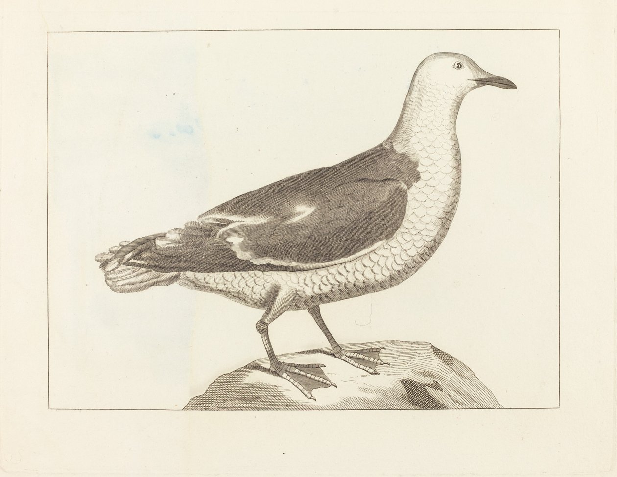 Sjöfågel av British 19th Century