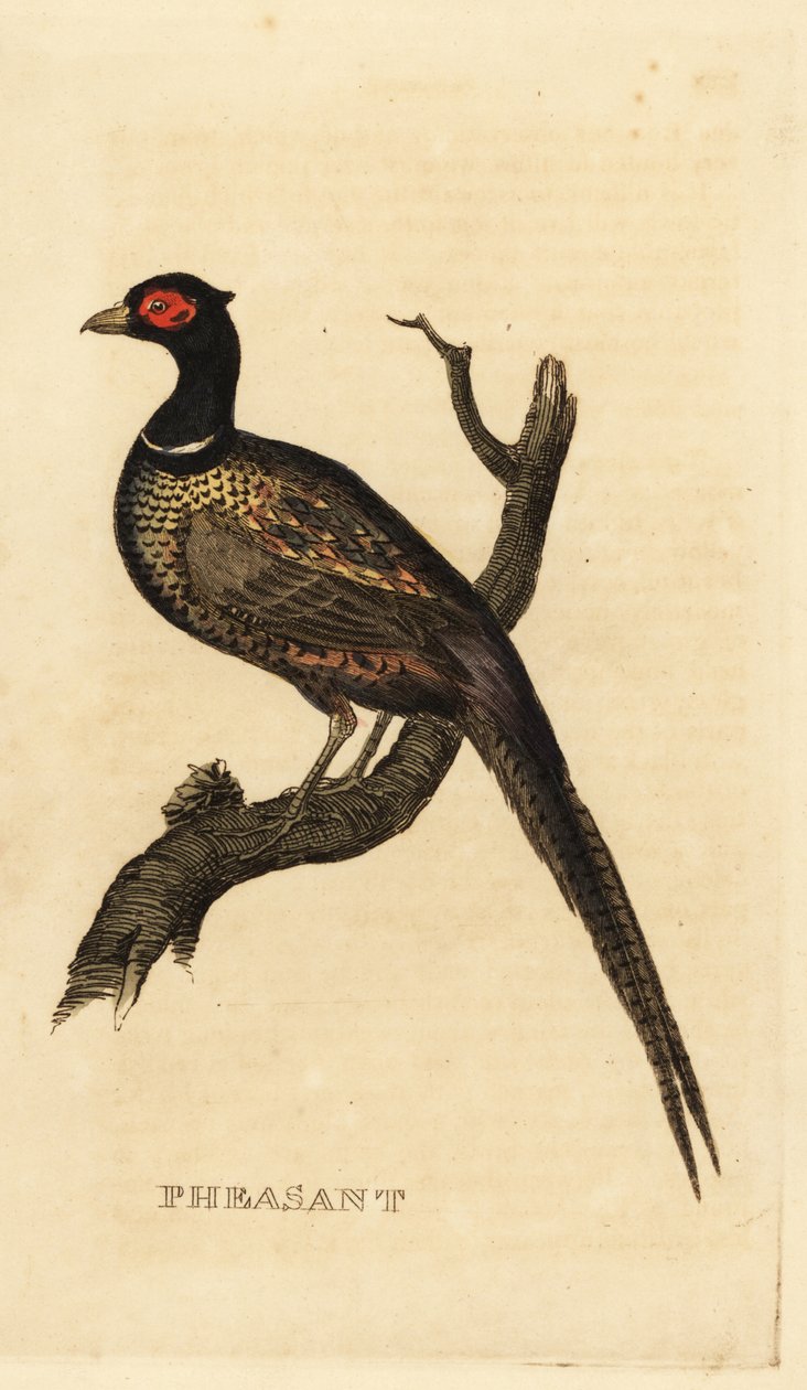 Vanlig fasan, Phasianus colchicus av British School