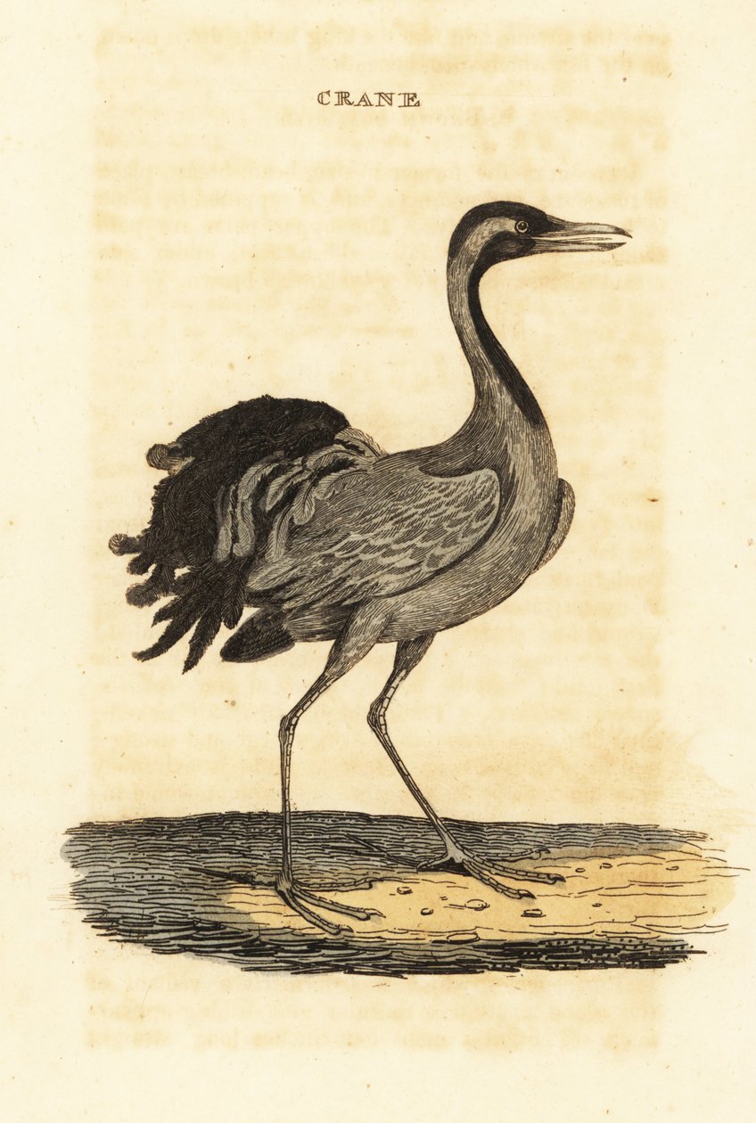Demoiselle trana, Grus virgo av British School