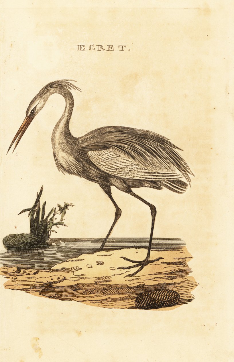 Häger, Ardea alba av British School
