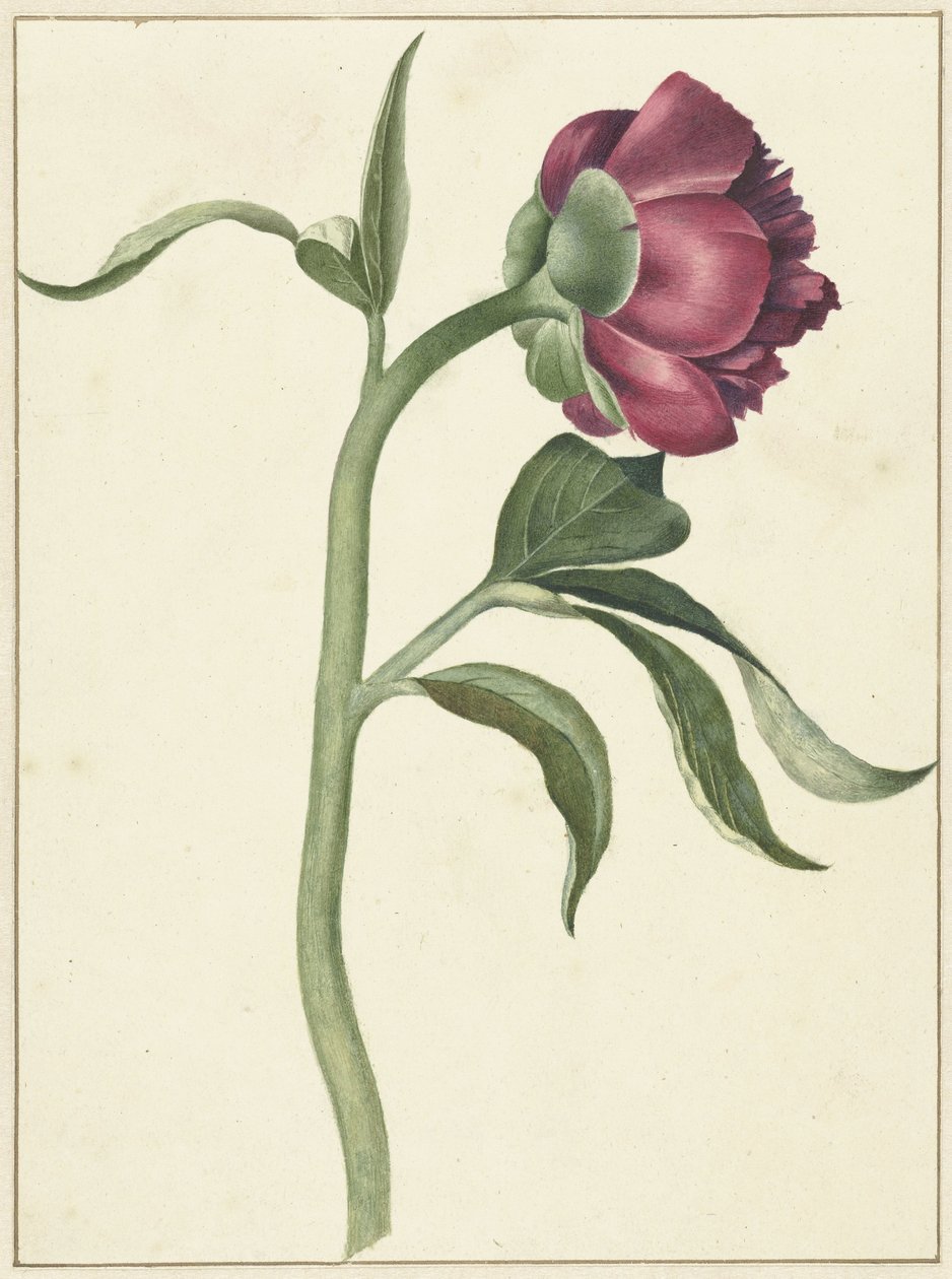 Blomma av pionen av C.J. Kruimel