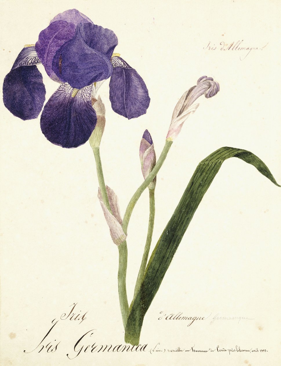 tyska Iris Iris Germanicus, ca. 1815-1851 av Capitaine Pelletier