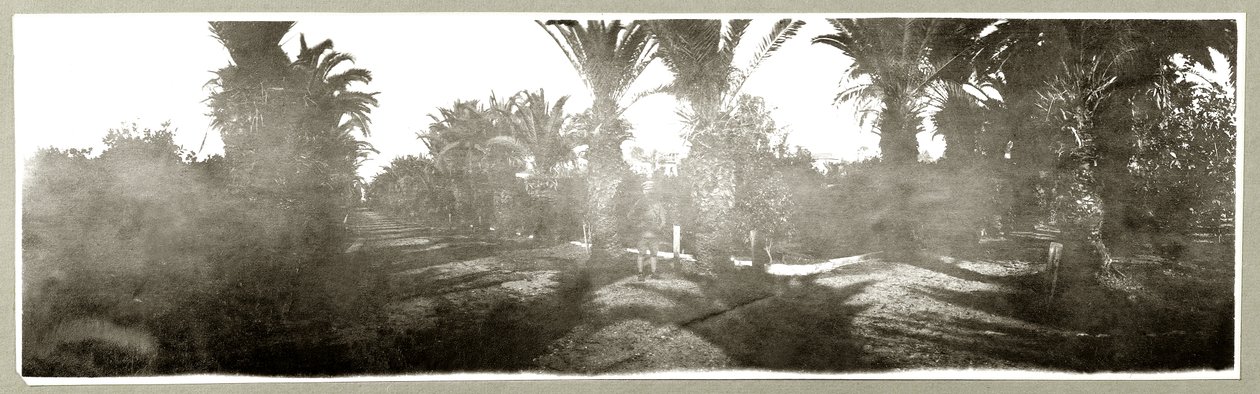 Palm Grove, c.1917-18 av Capt. Arthur Rhodes