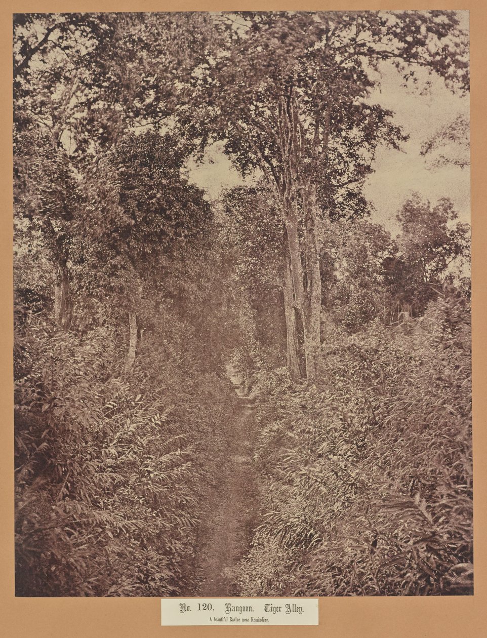 Nr 120. Rangoon. Tiger Alley av Capt. Linnaeus Tripe