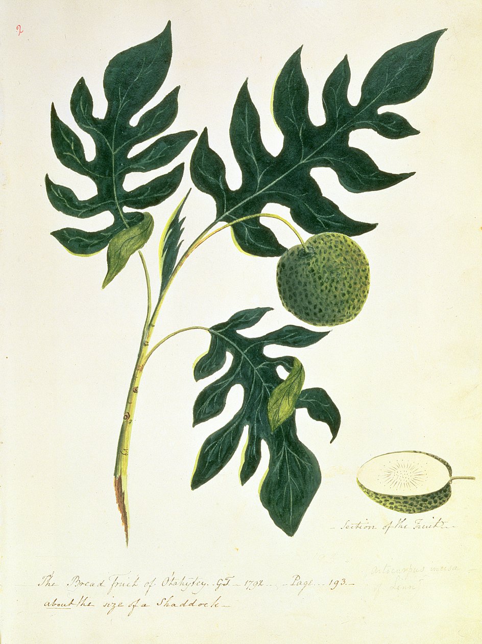 The Bread Fruit of Otahytey, 1792 av Captain George Tobin