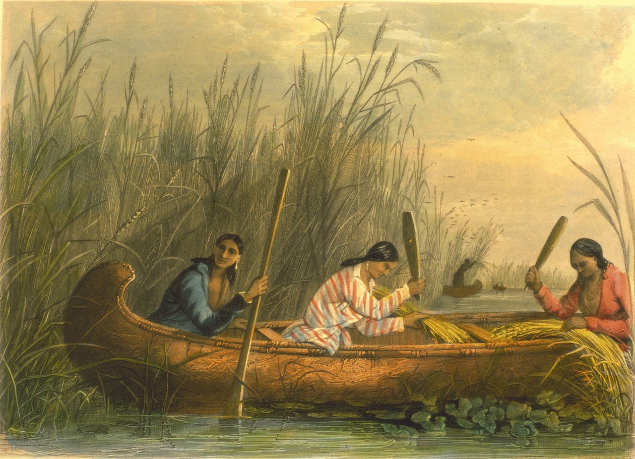 Samla vilda ris, 1853 av Captain Seth Eastman