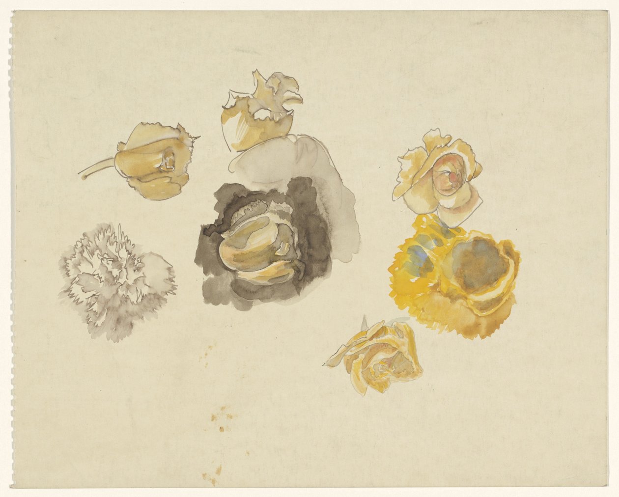 Studier av blommor i gult av Carel Adolph Lion Cachet