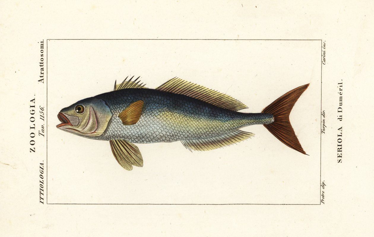 Större amberjack, Seriola dumerili, Seriola di Dumeril av Carini Carini