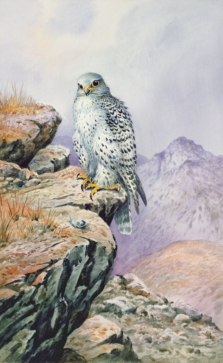 Gyrfalcon av Carl Donner