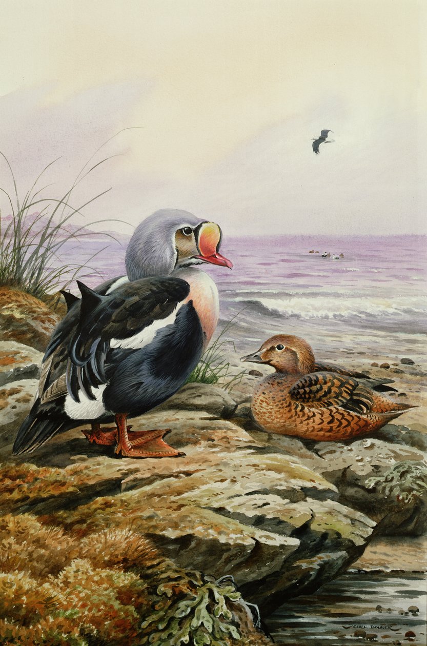 King Eider (toalett) av Carl Donner