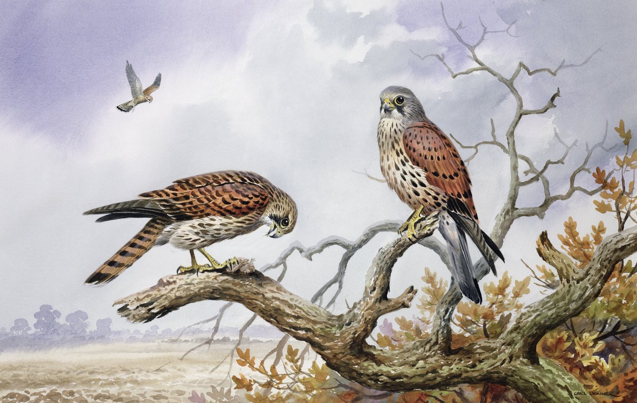 Par Kestrels (wc) av Carl Donner