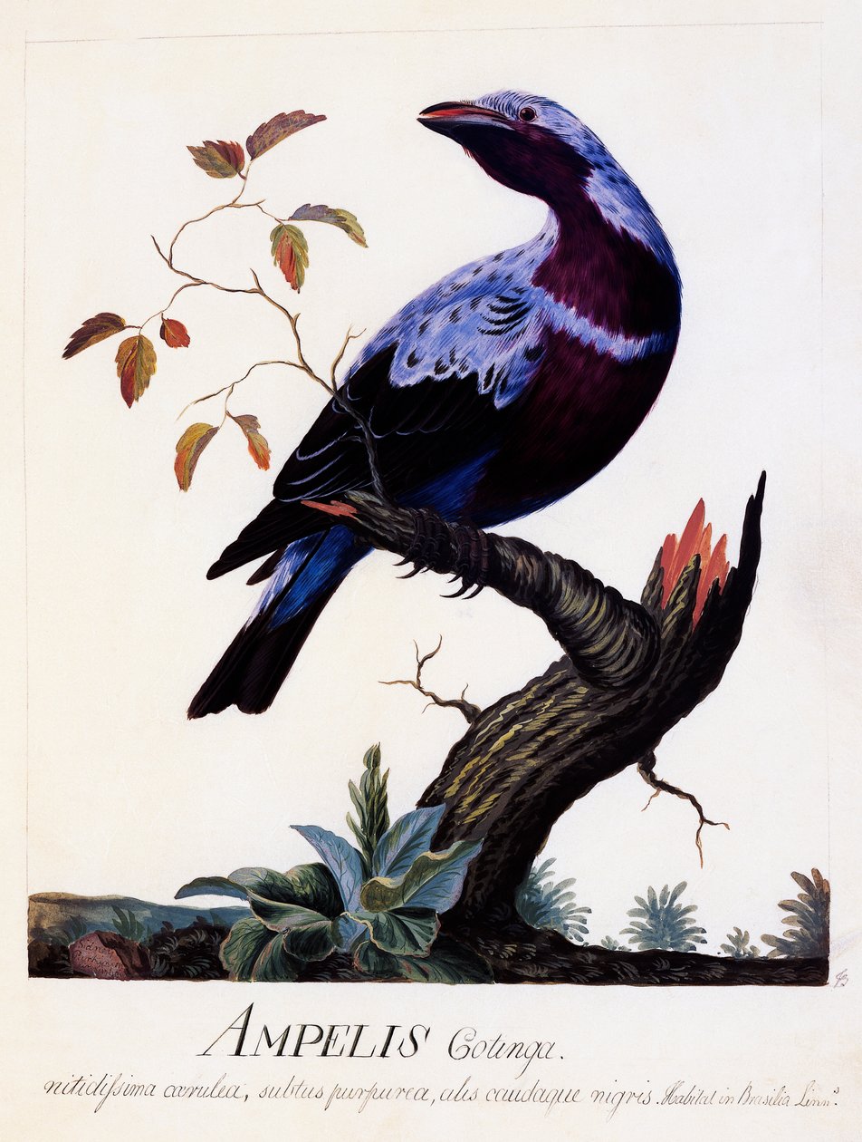 Ampelis cotinga (Cotinga cotinga), Purpurbröst Cotinga, akvarell av Carl Linnaeus
