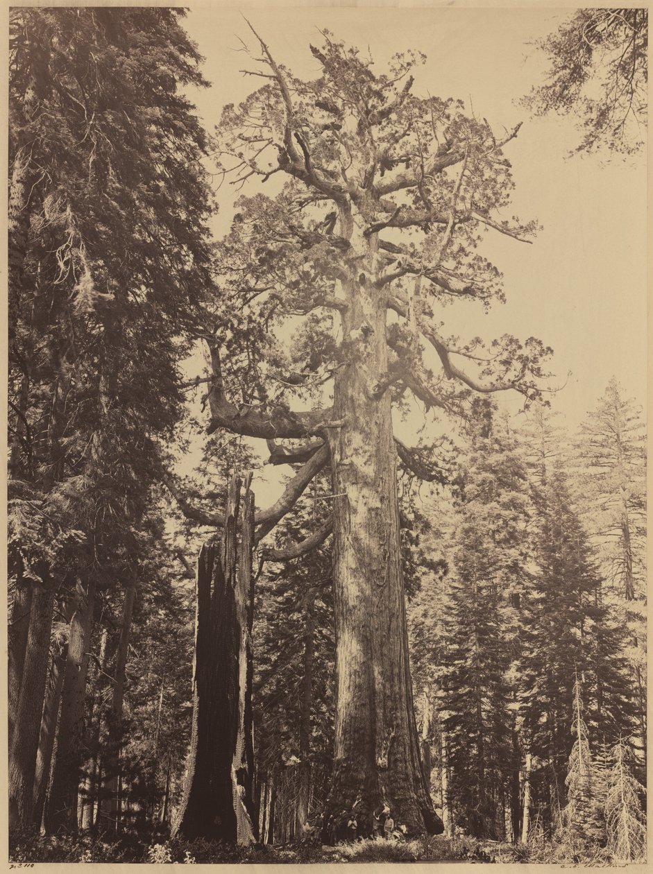 Grizzly Giant, Mariposa Grove av Carleton E. Watkins
