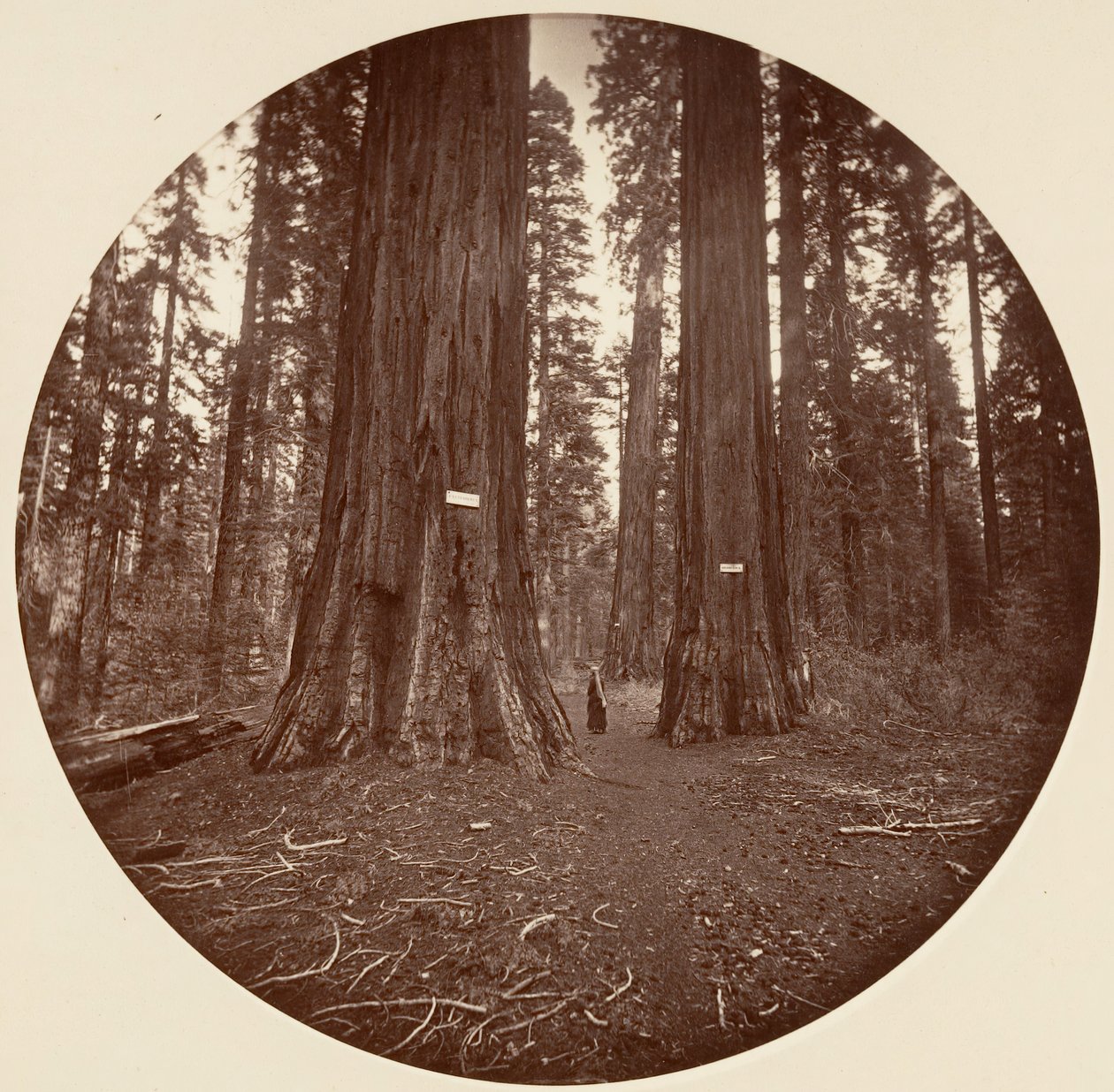Inga, ca. 1878. av Carleton Emmons Watkins