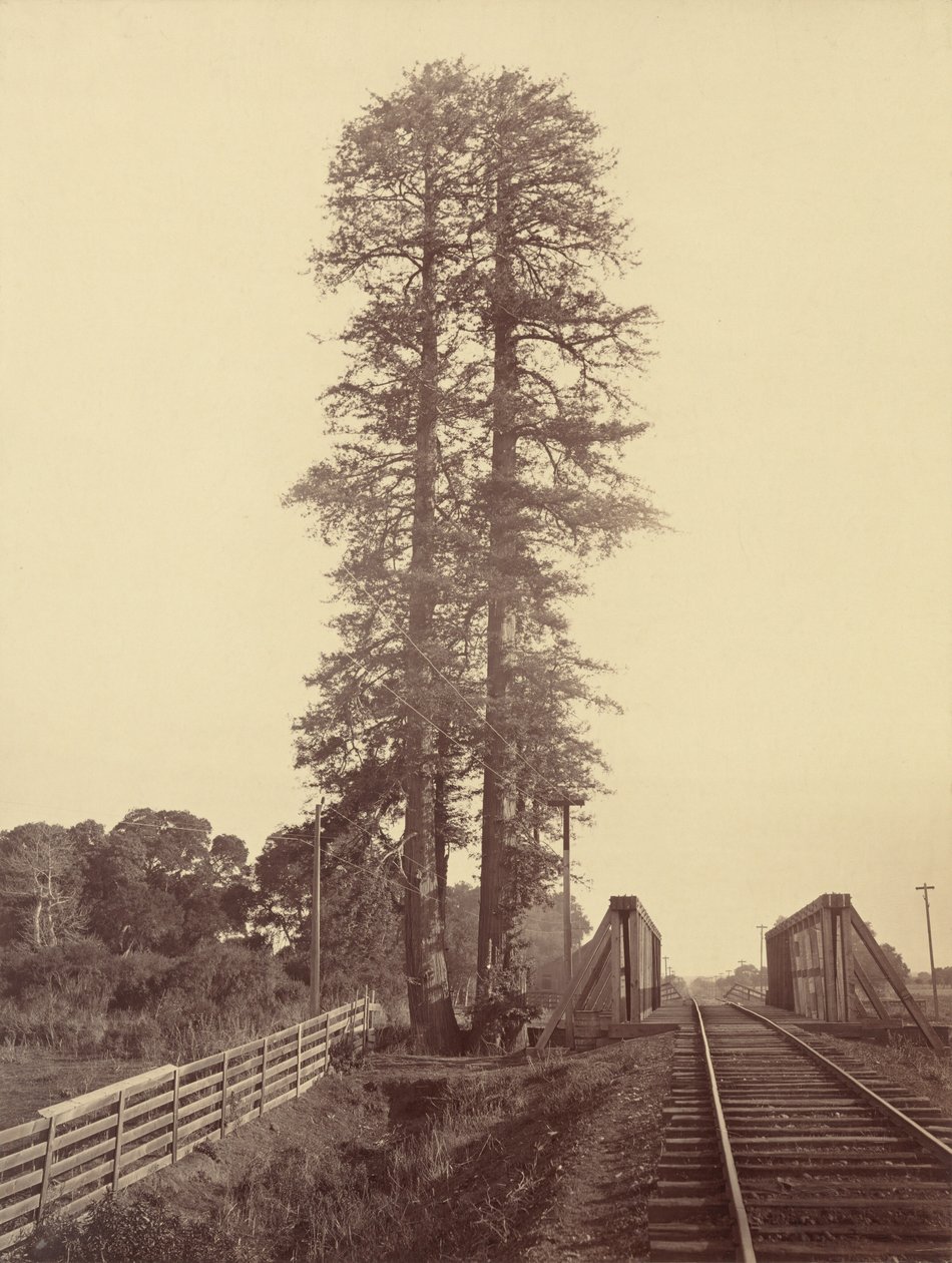 Twin Redwoods, Palo Alto, 1870. av Carleton Emmons Watkins