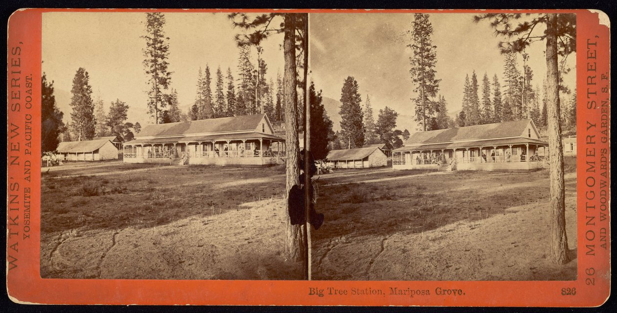 Big Tree Station, Mariposa Grove av Carleton Watkins