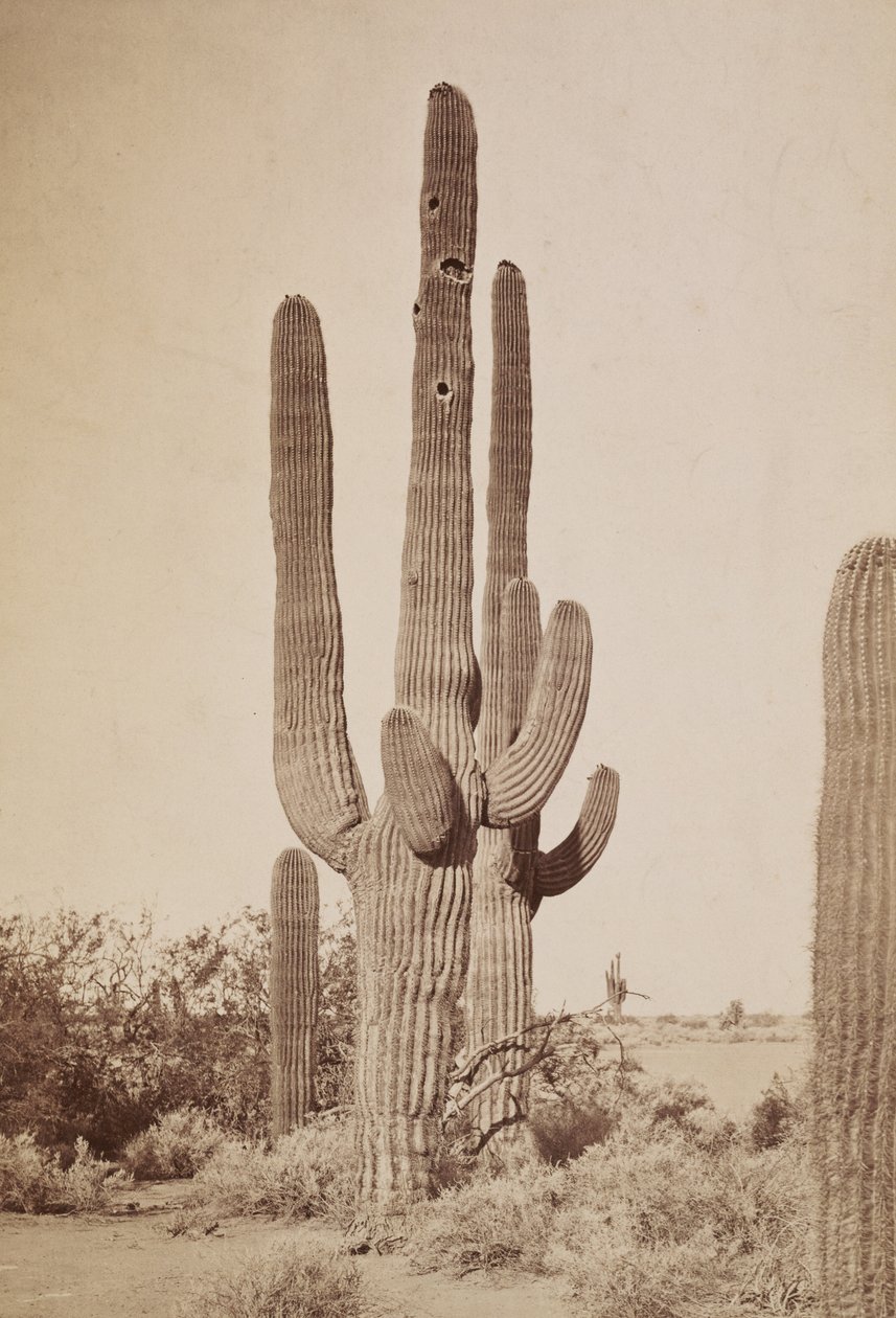 [Cactus] av Carleton Watkins
