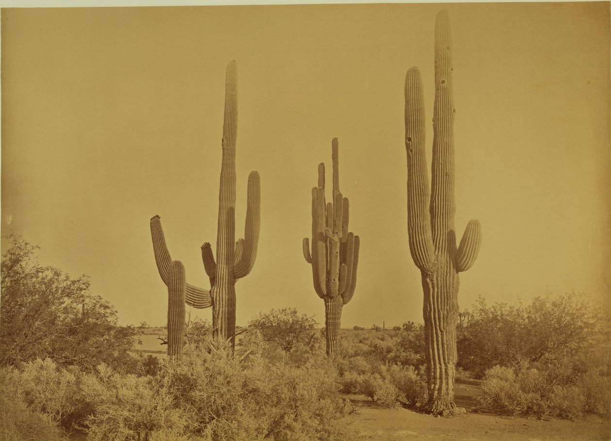 [Kaktus, Arizona - Cereus Giganteus] av Carleton Watkins