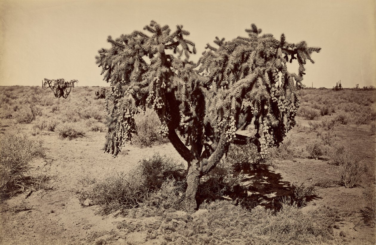 [Kaktus, Arizonaöknen] av Carleton Watkins