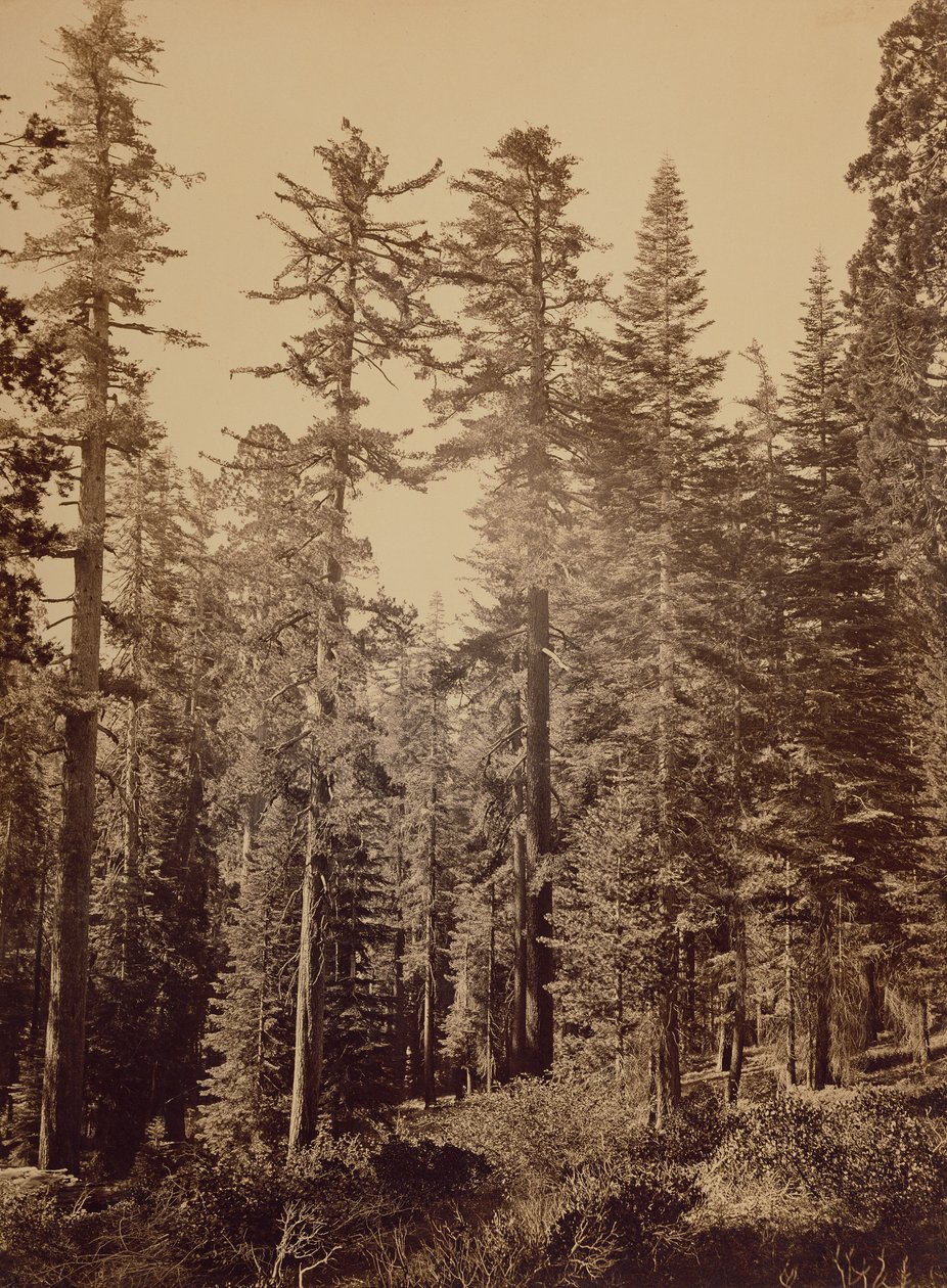 [Forest Scene] / [Sugar Pines] av Carleton Watkins
