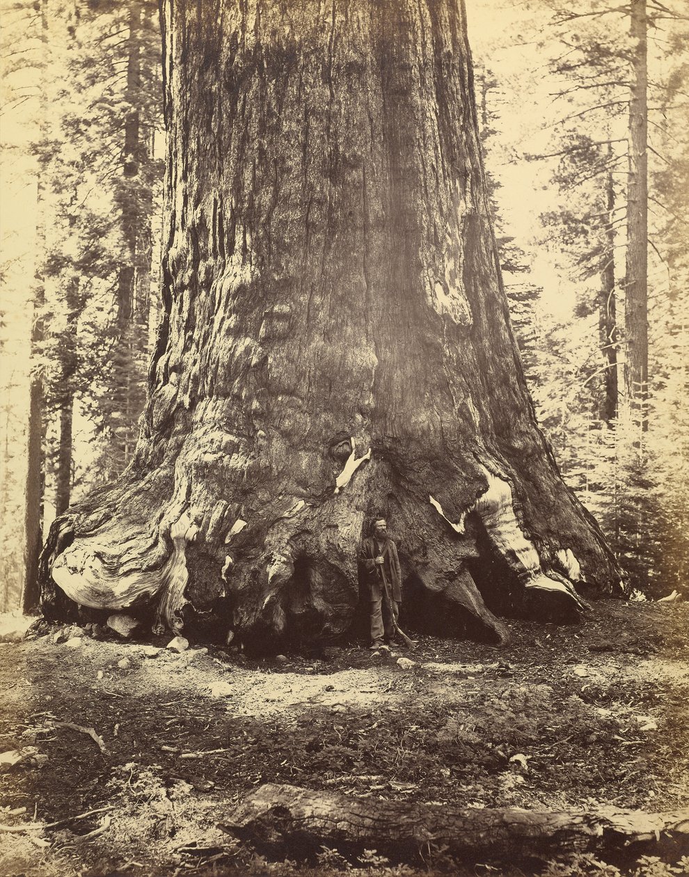 [Sektion av Grizzlyjätten] av Carleton Watkins