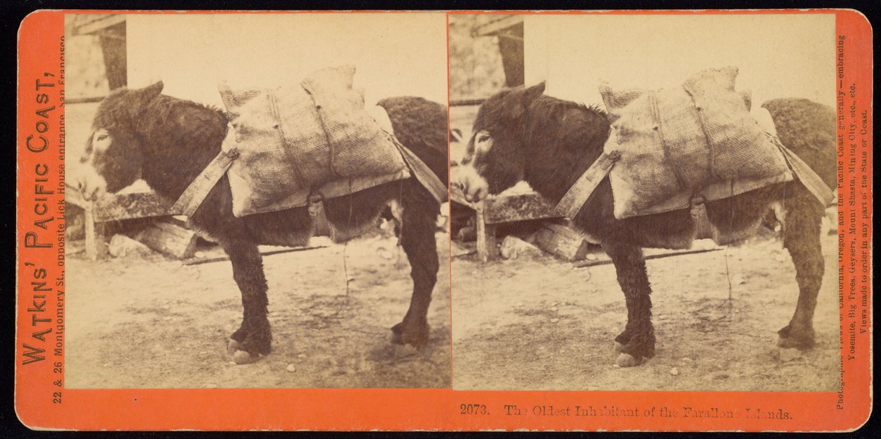 Farallonöarnas äldsta invånare av Carleton Watkins
