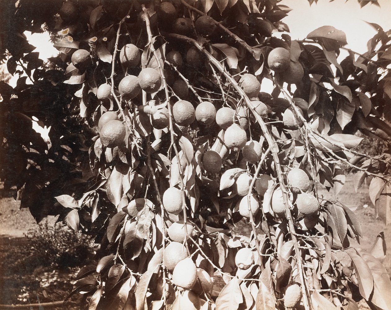 Utan titel [frukt på träd] av Carleton Watkins