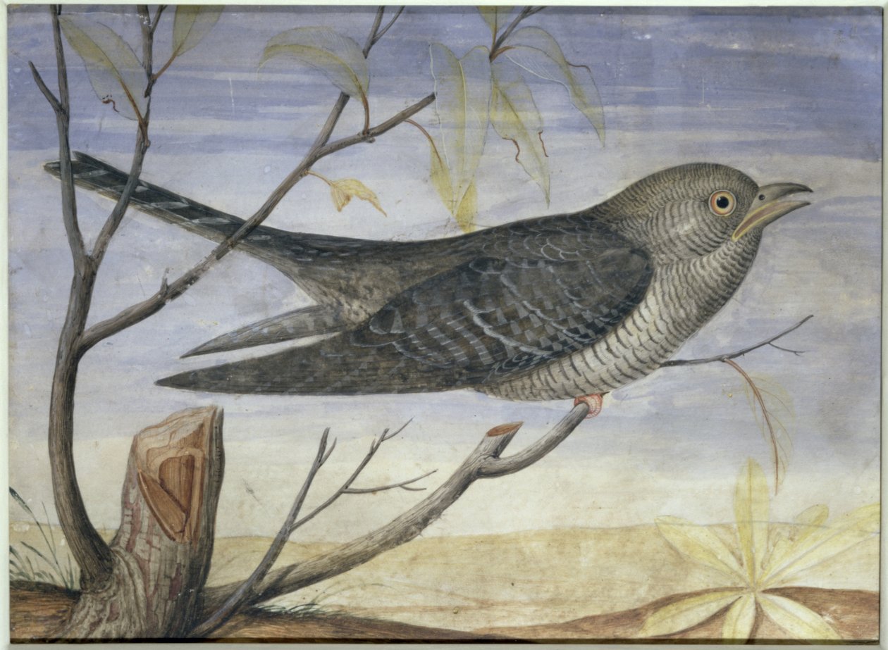 En gök sitter på en gren (gouache på pergament) (för par se 228156) av Carlo Battaglia