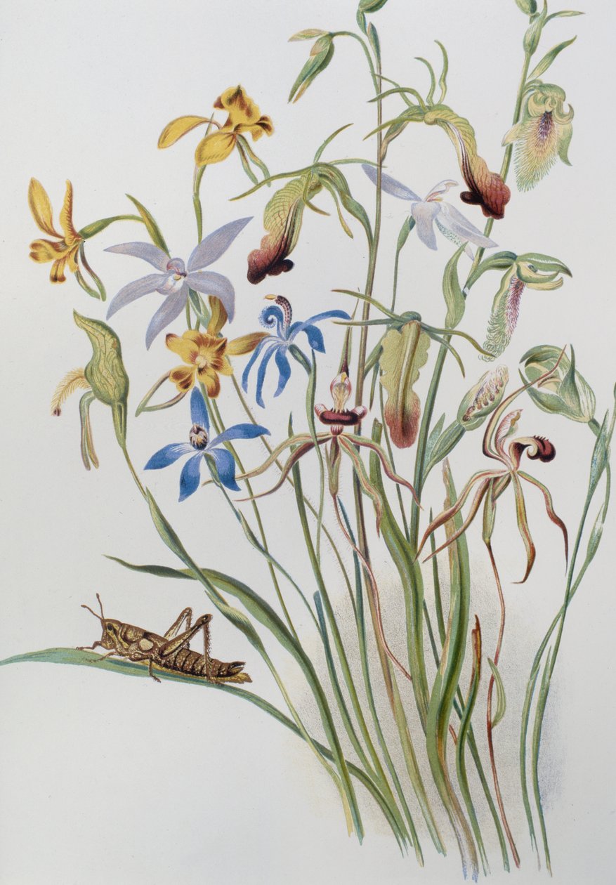Iris och Blue Speedwell av Caroline Louisa Meredith