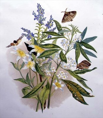 Tasmanian Blue Speedwell och Dwarf Clematis av Caroline Louisa Meredith