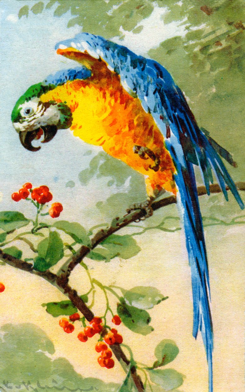 Papegoja som äter bär av Catherine Klein av Catherine Klein