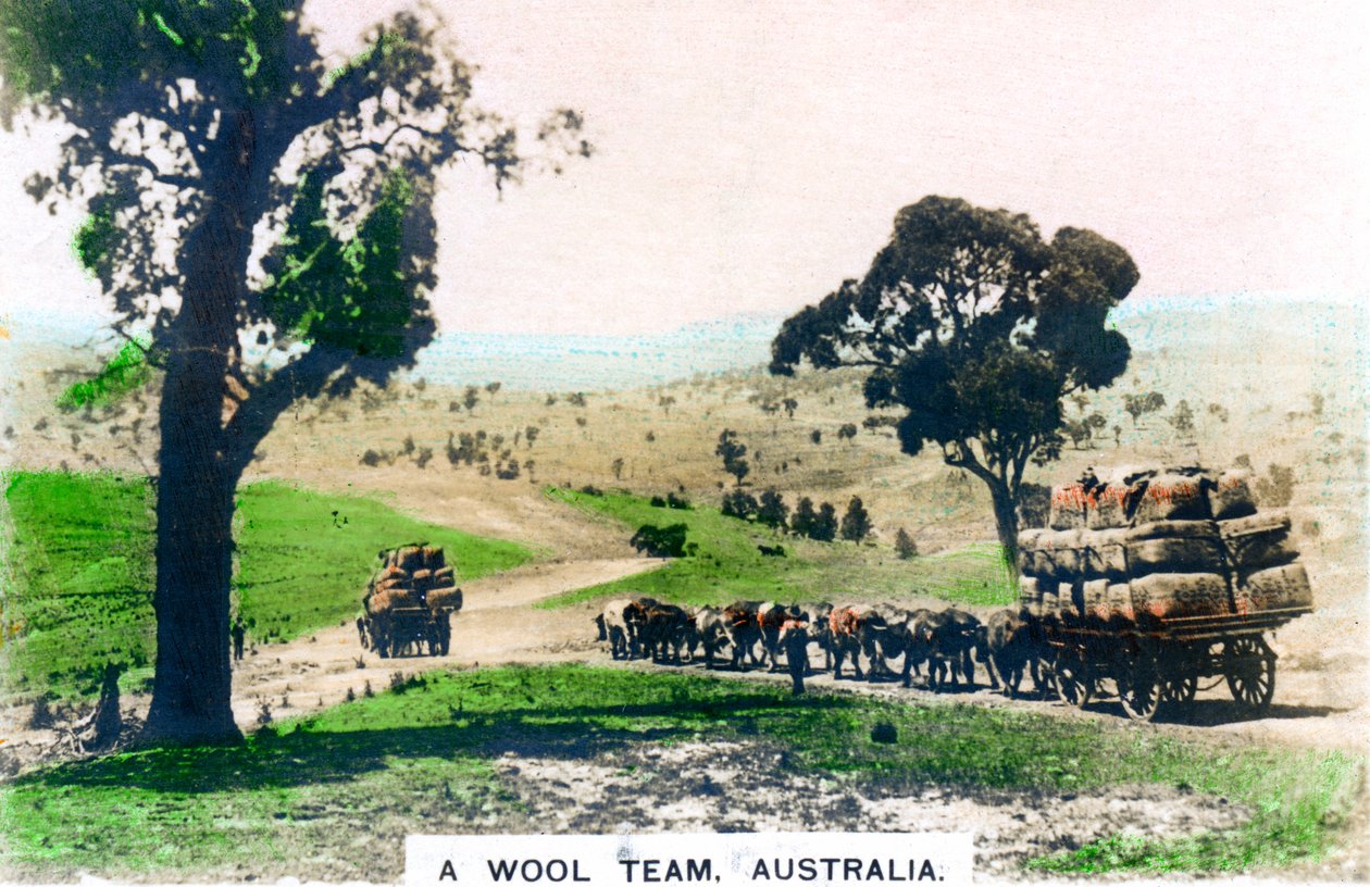 Ett ulllag, Australien, c1920-talet. av Cavenders Ltd