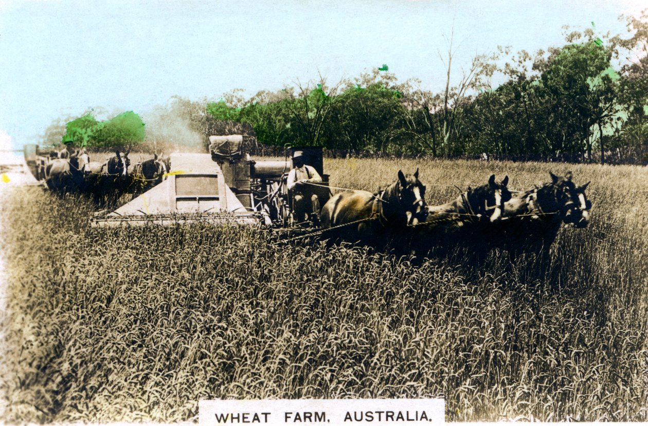 Grenfell wheat farm, Australien, c1920-talet. av Cavenders Ltd