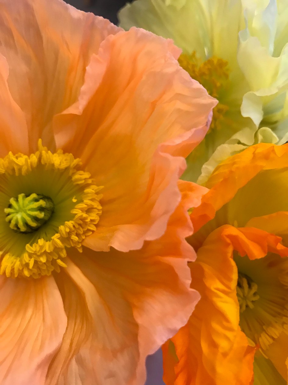 Komposition - Blommor, 2019 (foto) av Cécile Jamet