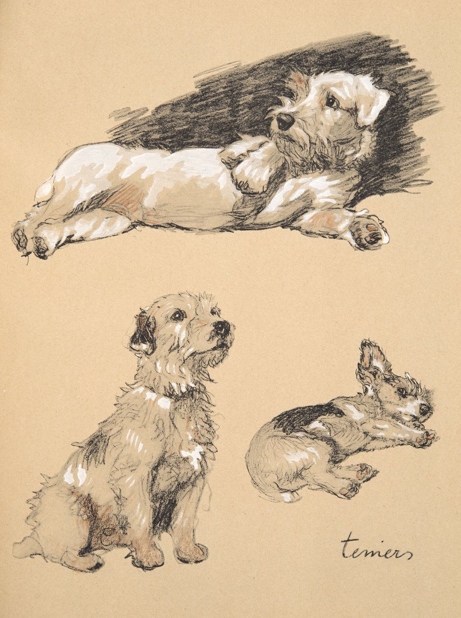 Terriers, 1930, Illustrationer från hans skissbok som användes för 