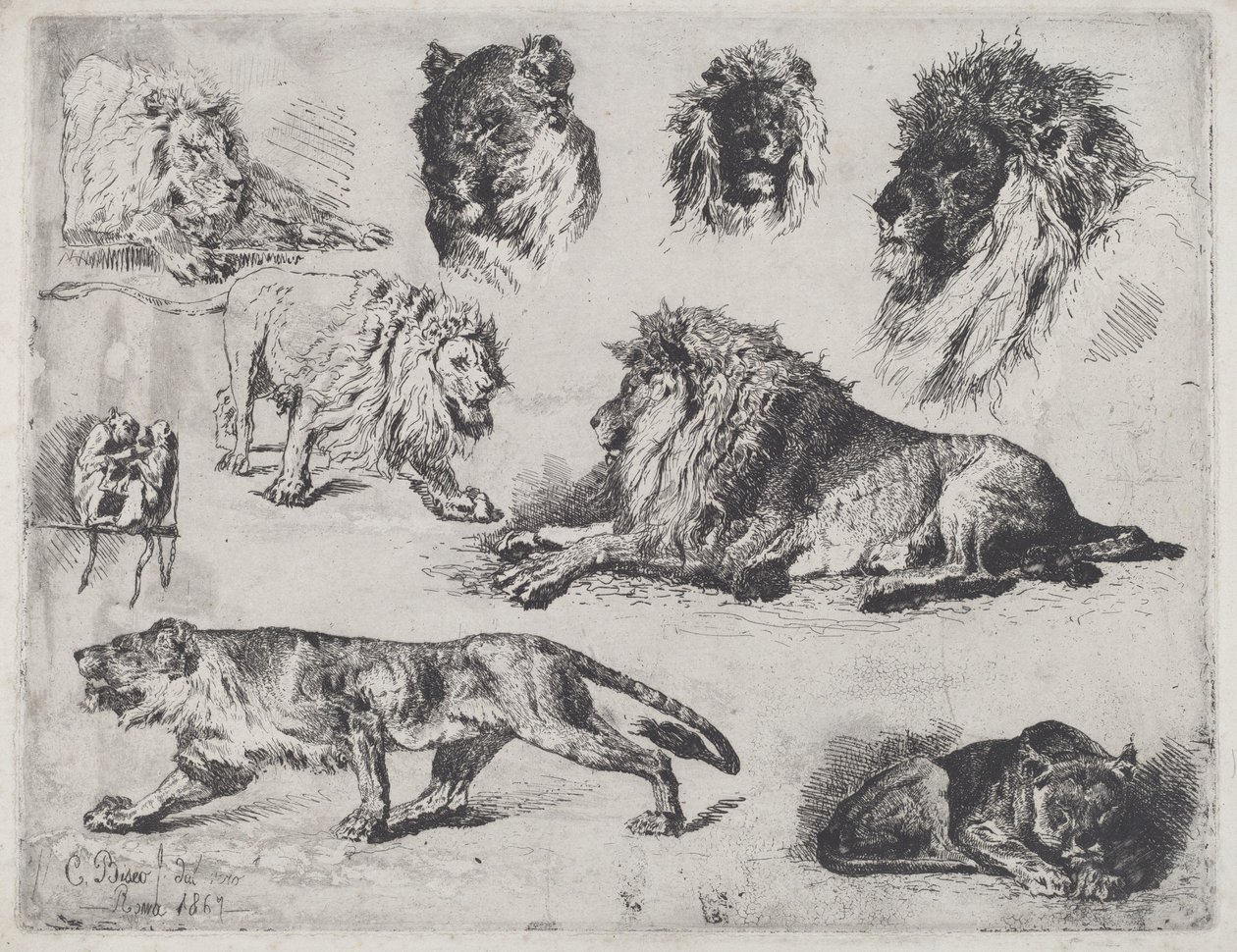 Studie av Lions av Cesare Biseo