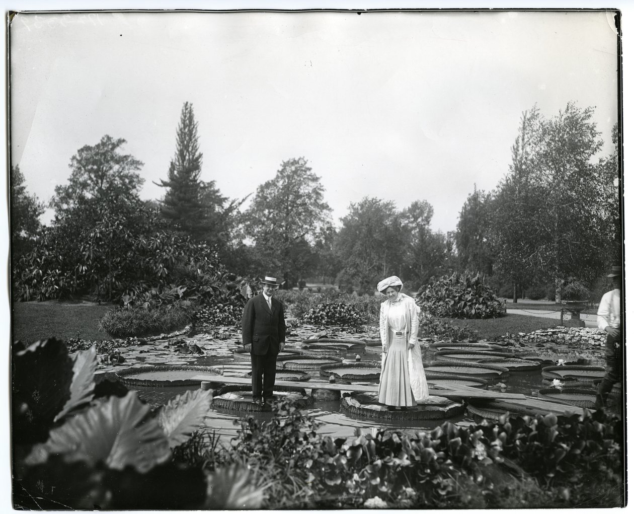 Horizontal, black and white photograph showing a man and a woman standing on giant lily pads in the lily pond at Tower Grove Park. av Charles Clement Holt