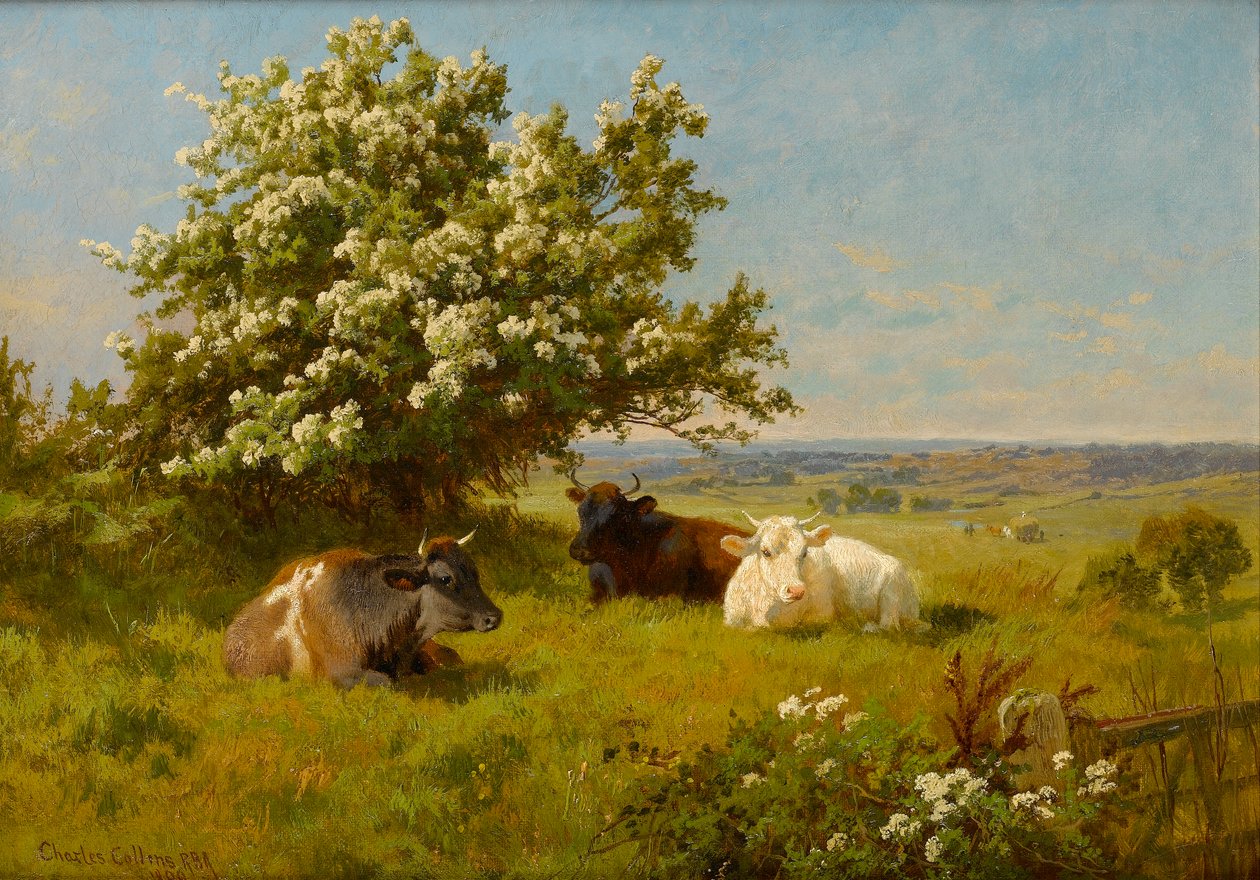 Kor på en äng, 1899 av Charles Collins