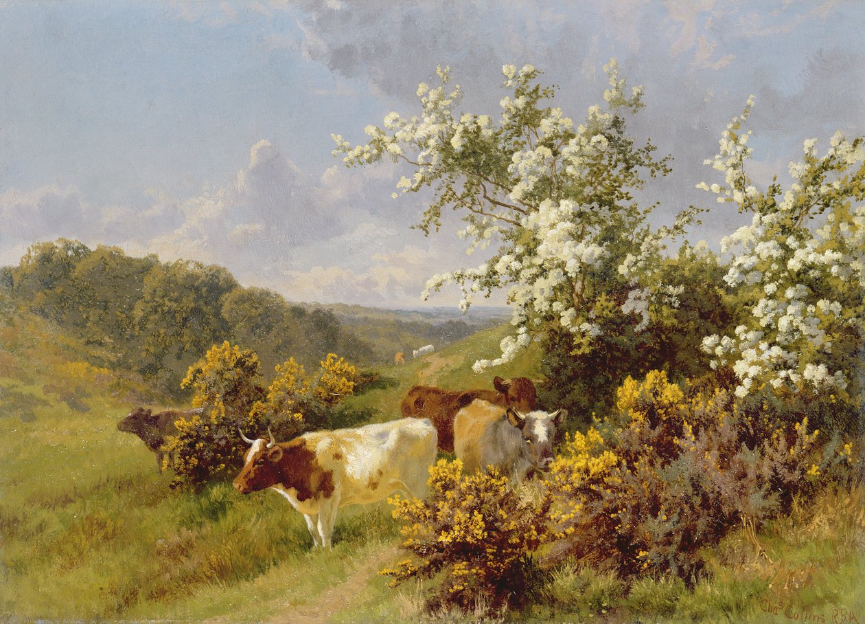 May Blossom swed av Charles Collins