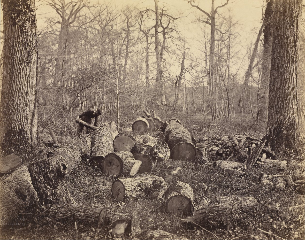 Fontainebleau Forest av Charles Famin
