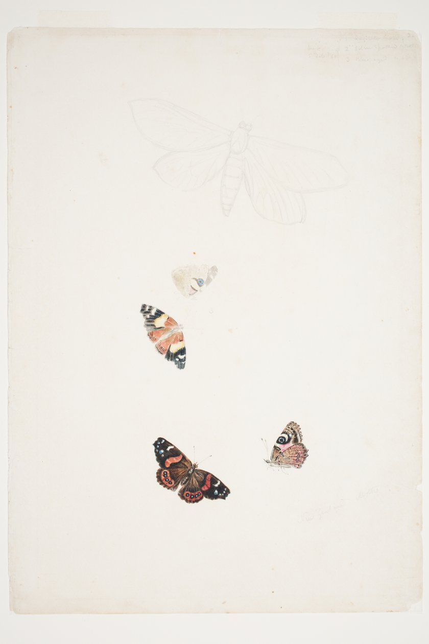 New Zealand Moths av Charles Heaphy