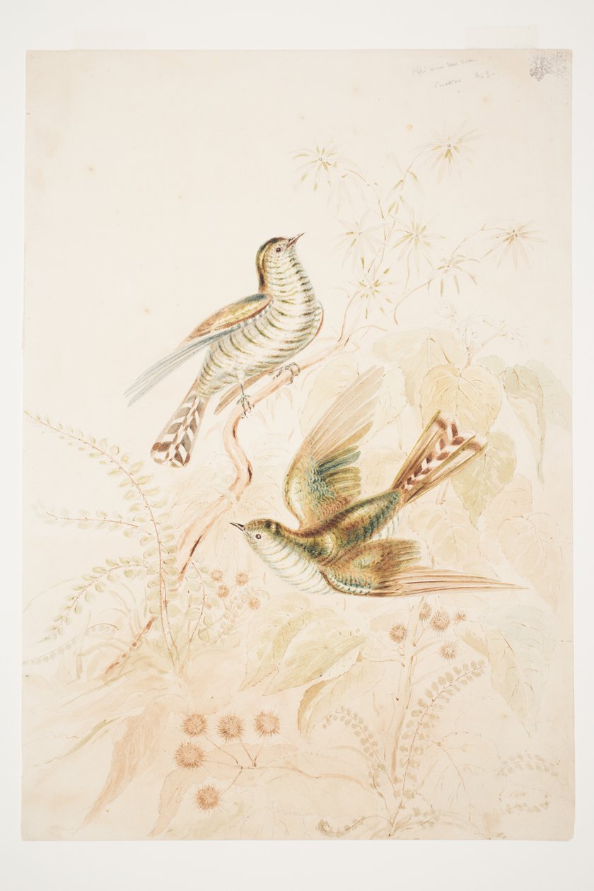 Långbladig Pipi (Pipiwharauroa) Gök N.Z. av Charles Heaphy