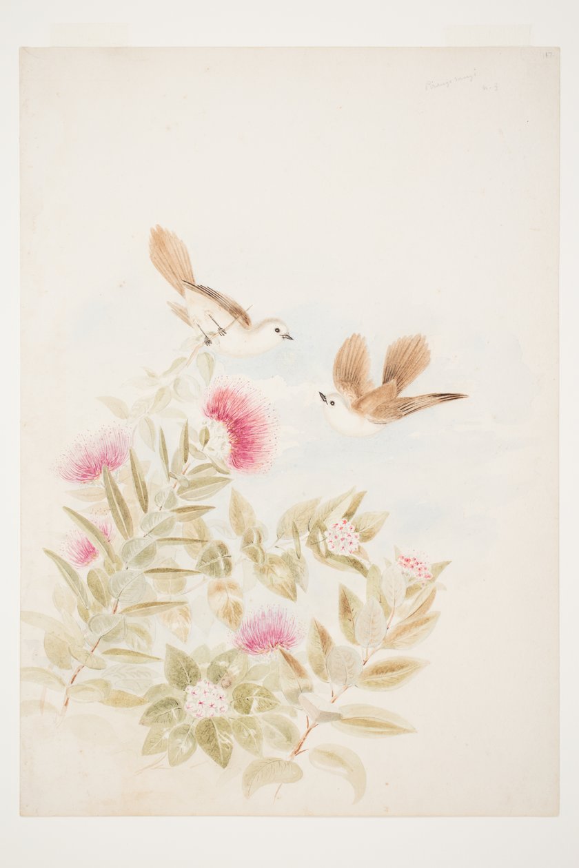 Väderprognos N.Z. av Charles Heaphy