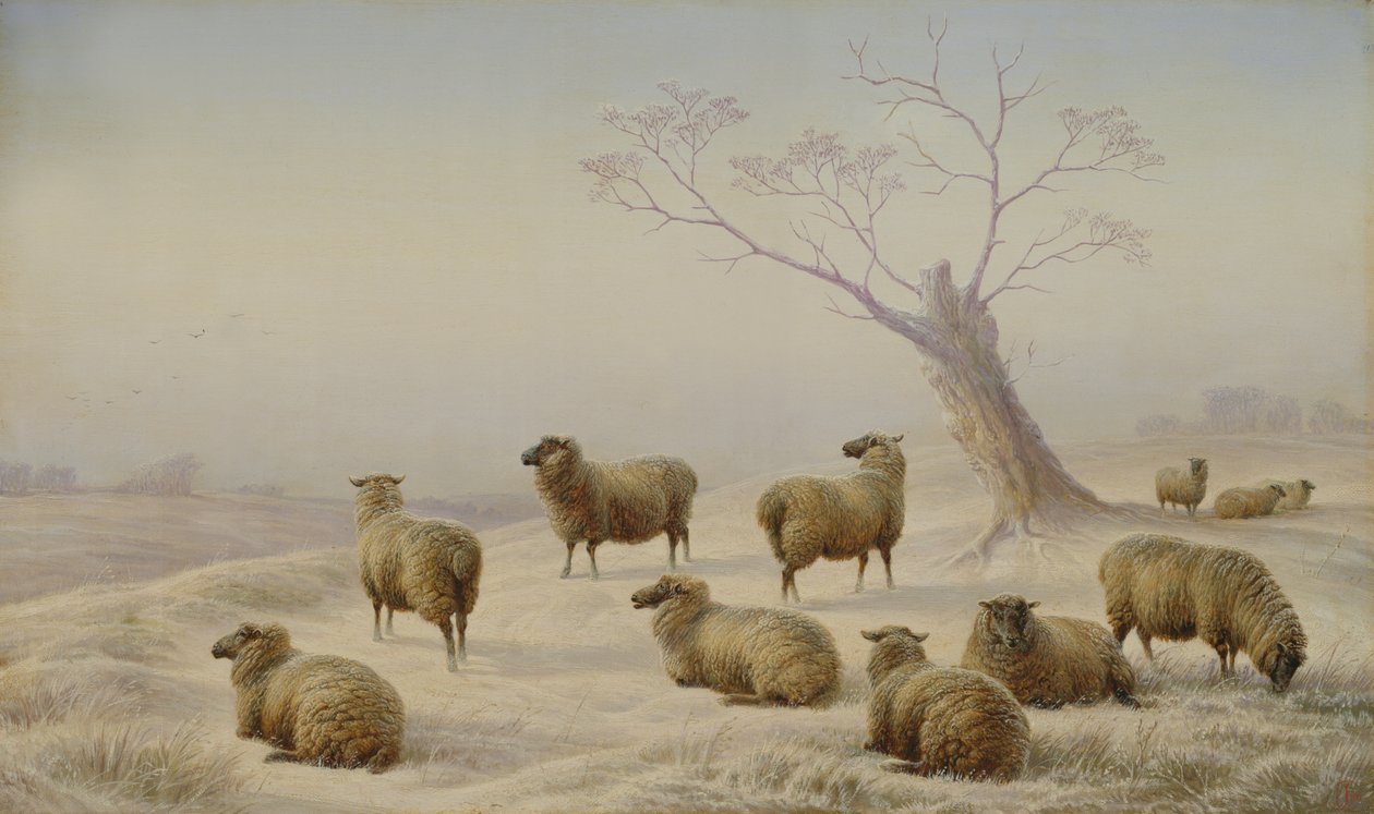 Får i snö, 1880 av Charles Jones