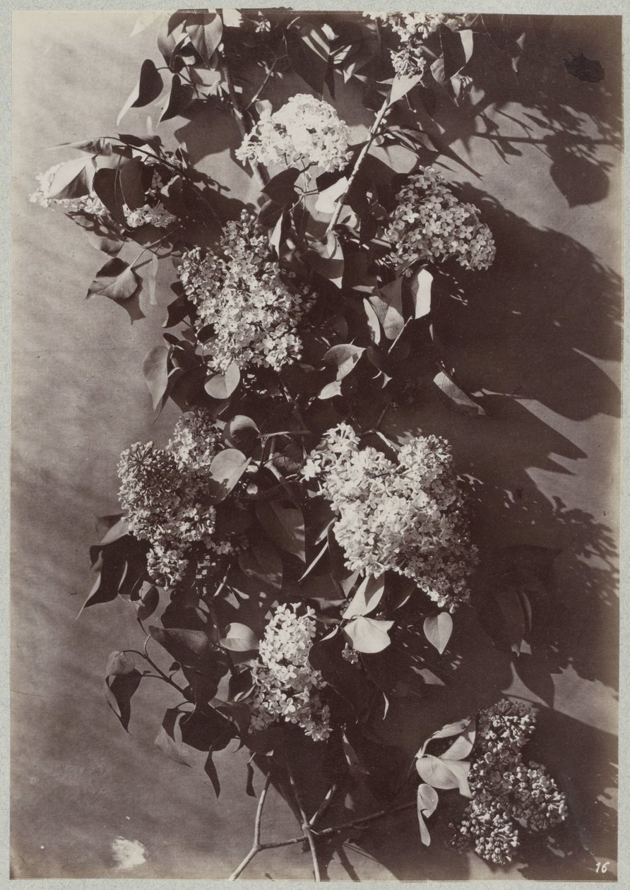 Blomstudie med grenar av Charles Aubry (manner of)