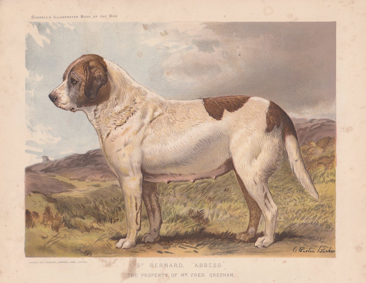 S:t Bernard "abbedissan". av Charles Burton Barber