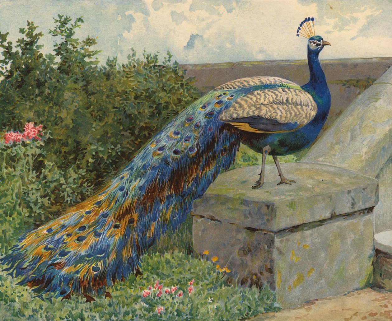 Påfågel (chromolitho) av Charles Collins