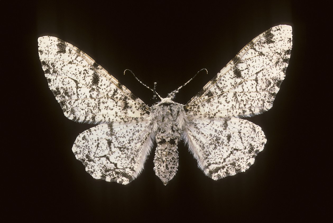 Betularia biston/Björk Phalene av Augustus Kollner