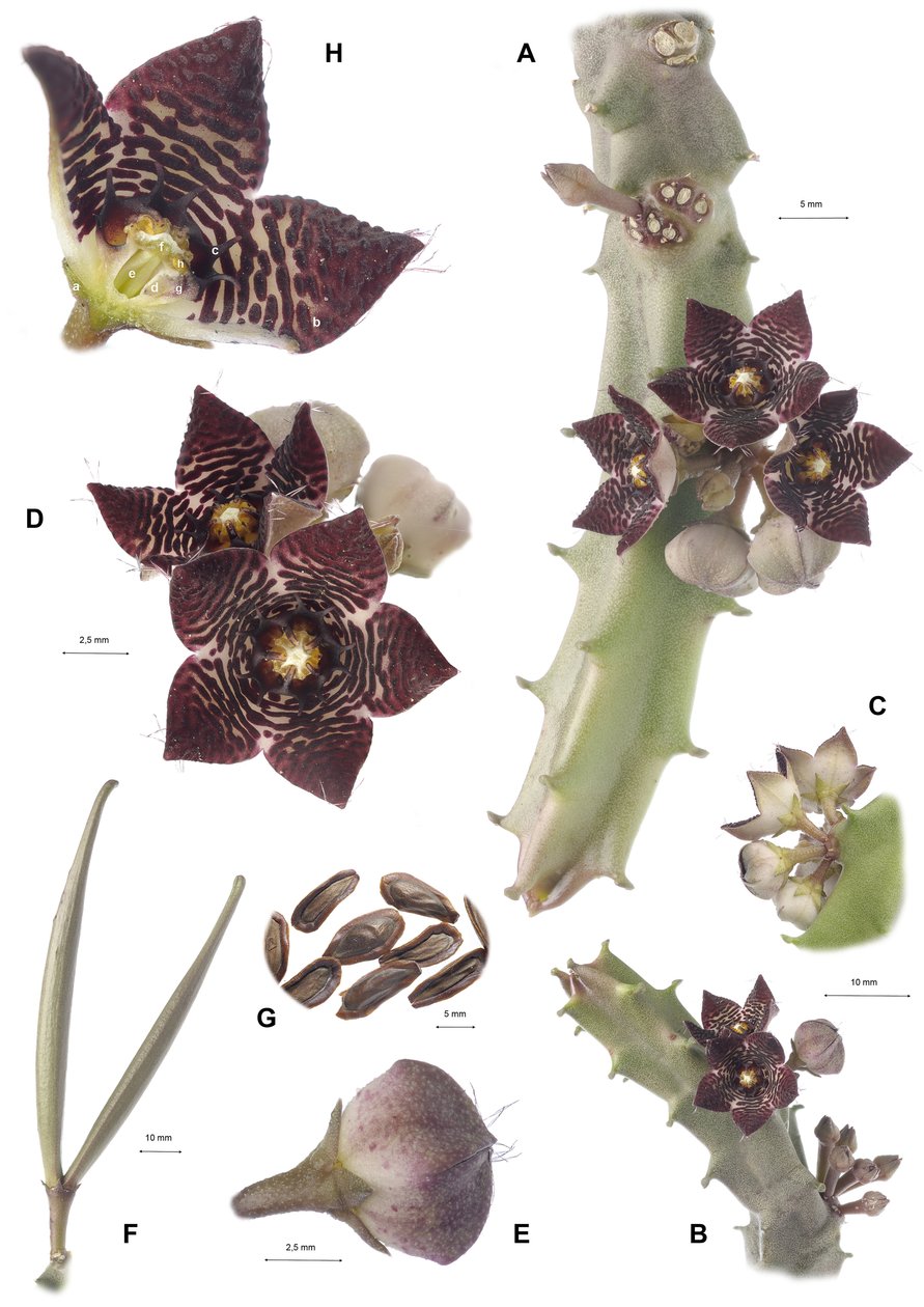 Botanisk styrelse/Apteranthes joannis av Augustus Kollner